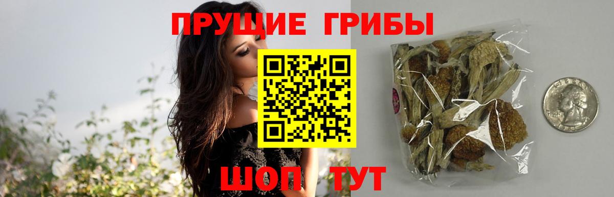 Галлюциногенные грибы Psilocybine cubensis Кропоткин